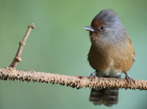 Rusty-fronted Barwing, 锈额斑翅鹛, Actinodura egertoni-gallery-35