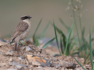 Brown Accentor, 褐岩鹨, Prunella fulvescens-gallery-50