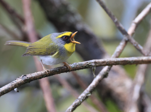 Black-faced Warbler, 黑脸鹟莺, Abroscopus schisticeps-gallery-41