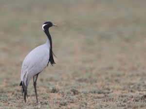 Demoiselle Crane, 蓑羽鹤, Grus virgo-gallery-9