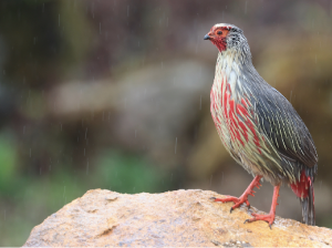 Blood Pheasant, 血雉, Ithaginis cruentus-gallery-32