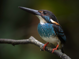 Blue-banded Kingfisher, 蓝带翠鸟, Alcedo euryzona-gallery-13