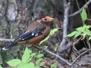 Spectacled Finch, 红眉金翅雀, Callacanthis burtoni-gallery-0