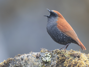Gould’s Shortwing, 栗背短翅鸫, Heteroxenicus stellatus-gallery-1
