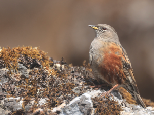 Alpine Accentor, 领岩鹨, Prunella collaris-gallery-28