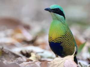 Bar-bellied Pitta, 斑腹八色鸫, Hydrornis elliotii-gallery-27