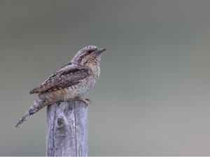 Eurasian Wryneck, 蚁, Jynx torquilla-gallery-32