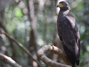 Crested Serpent Eagle, 蛇雕, Spilornis cheela-gallery-41