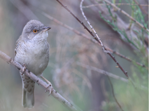 Barred Warbler, 横斑林莺, Sylvia nisoria-gallery-15