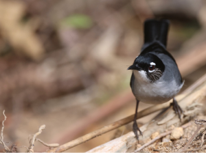 Black-headed Sibia, 黑头奇鹛, Heterophasia desgodinsi-gallery-58