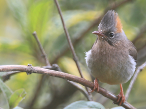 Rufous-vented Yuhina, 棕臀凤鹛, Yuhina occipitalis-gallery-36
