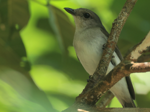 Mangrove Whistler, 红树啸鹟, Pachycephala cinerea-gallery-14