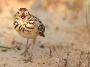 Jerdon’s Bush Lark, 杰氏歌百灵, Mirafra affinis-gallery-48