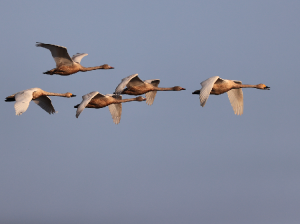 Tundra Swans, 小天鹅, Cygnus columbianus-gallery-33