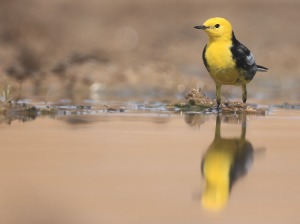 Citrine Wagtail, 黄头鹡鸰, Motacilla citreola-gallery-4