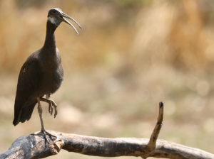 White-shouldered Ibis, 白肩黑鹮, Pseudibis davisoni-gallery-50