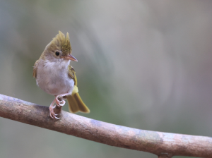 White-bellied Erpornis, 白腹凤鹛, Erpornis zantholeuca-gallery-28