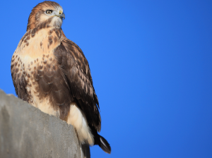 Upland Buzzard, 大鵟, Buteo hemilasius-gallery-41