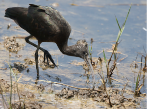 Glossy Ibis, 彩鹮, Plegadis falcinellus-gallery-42