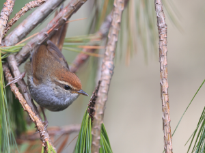 Grey-sided Bush Warbler, 棕顶树莺, Cettia brunnifrons-gallery-1