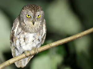 Oriental Scops Owl, 红角鸮, Otus sunia-gallery-10