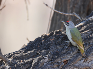 Grey-headed Woodpecker, 灰头蓝啄木鸟, Picus canus-gallery-80