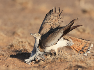 MacQueen’s Bustard, 波斑鸨, Chlamydotis macqueenii-gallery-24