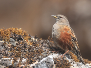 Alpine Accentor, 领岩鹨, Prunella collaris-gallery-54