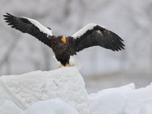 Steller’s Sea Eagle, 虎头海雕, Haliaeetus pelagicus-gallery-26