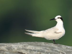 Black-naped Tern, 黑枕燕鸥, Sterna sumatrana-gallery-5