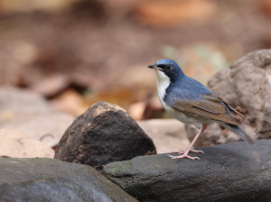 Siberian Blue Robin, 蓝歌鸲, Larvivora cyane-gallery-34