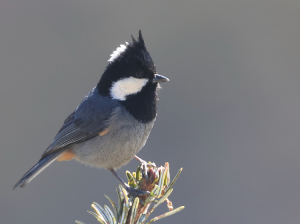 Rufous-vented Tit, 黑冠山雀, Periparus rubidiventris-gallery-53