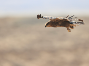 Steppe Eagle, 草原雕, Aquila nipalensis-gallery-72