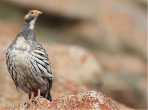 Tibetan Snowcock, 藏雪鸡, Tetraogallus tibetanus-gallery-21