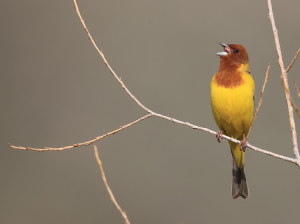 Red-headed Bunting, 褐头鹀, Emberiza bruniceps-gallery-53