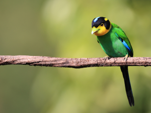 Long-tailed Broadbill, 长尾阔嘴鸟, Psarisomus dalhousiae-gallery-1