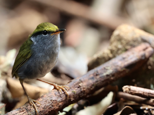 Grey-bellied Tesia, 灰腹地莺, Tesia cyaniventer-gallery-55