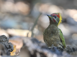 Lesser Yellownape, 黄冠啄木鸟, Picus chlorolophus-gallery-18