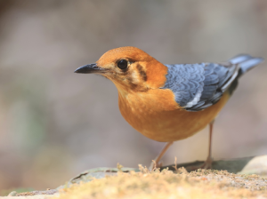 Orange-headed Thrush, 橙头地鸫, Geokichla citrina-gallery-41