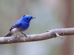 Black-naped Monarch, 黑枕王鹟, Hypothymis azurea-gallery-13