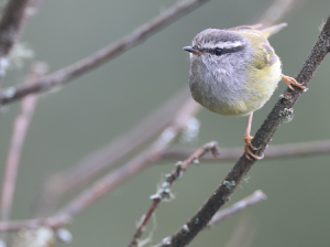 Ashy-throated Warbler, 灰喉柳莺, Phylloscopus maculipennis-gallery-28