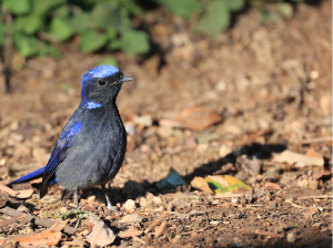 Large Niltava, 大仙鹟, Niltava grandis-gallery-43