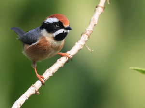 Black-throated Bushtit, 红头山雀, Aegithalos concinnus-gallery-24