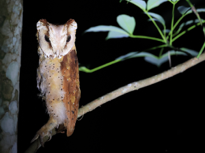 Oriental Bay Owl, 栗鸮, Phodilus badius-gallery-22