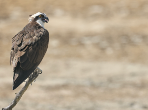 Osprey, 彩鹮, Plegadis falcinellus-gallery-4