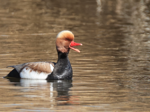 Red-crested Pochard, 赤嘴潜鸭, Netta rufina-gallery-7