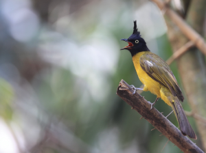 Black-crested Bulbul, 黑冠黄鹎, Pycnonotus flaviventris-gallery-38