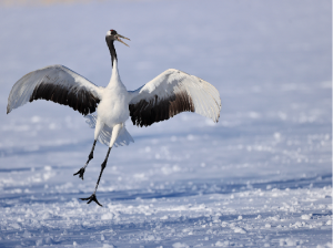 Red-crowned Crane, 丹顶鹤, Grus japonensis-gallery-43