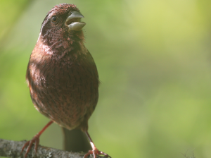 Dark-rumped Rosefinch, 棕朱雀, Carpodacus edwardsii-gallery-21