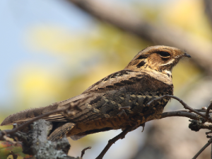 Large-tailed Nightjar, 长尾夜鹰, Caprimulgus macrurus-gallery-69